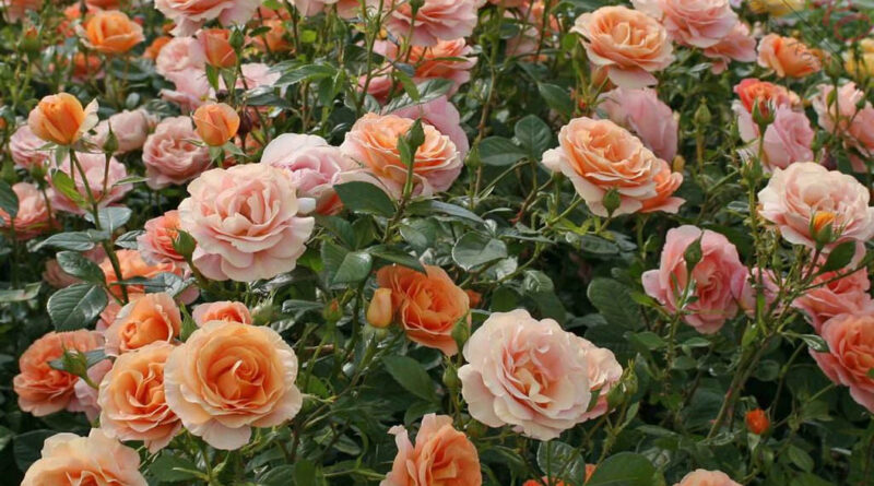 Jasne róże w ogrodzie są odpowiednie przycięte i zadbane